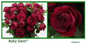 ROSE BR. RUBY GEM 70